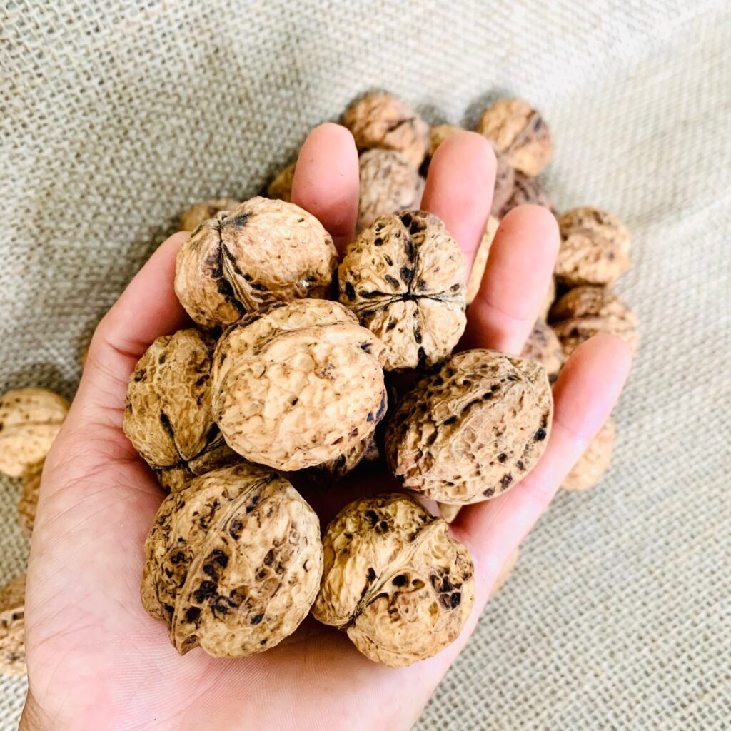 HAT-OC-CHO-DINH-DUONG-2